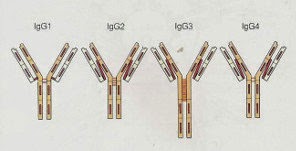 Schéma des 4 structure d'IgG