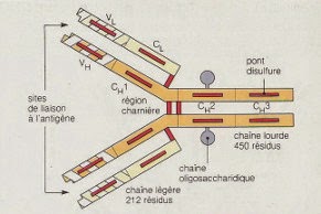 Schéma de la structure d'une IgG