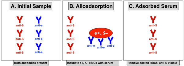 Schéma explicatif de l'allo-adsorption