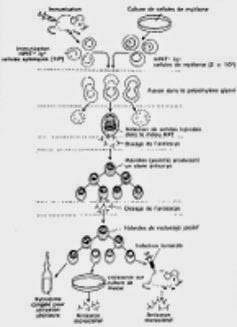 Schéma de la fabrication des anticorps monoclonaux