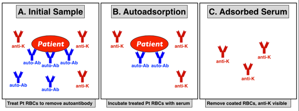 Schéma explicatif de l'auto-adsorption