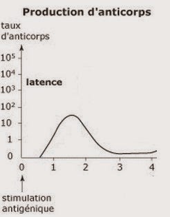 Cinétique de la production d'anticorps