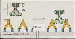 schéma de la fixation du complément aux complexe anticorps-antigène