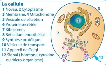 Formation des antigènes