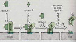 Schéma de la cormation du C3d, fagment du complèment