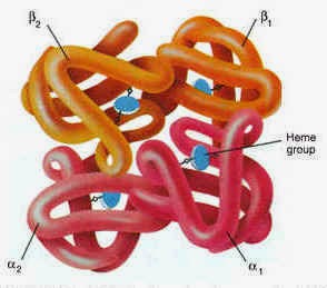 Structure de l'hémoglobine