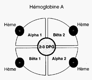 Schéma de l'hémoglobine A