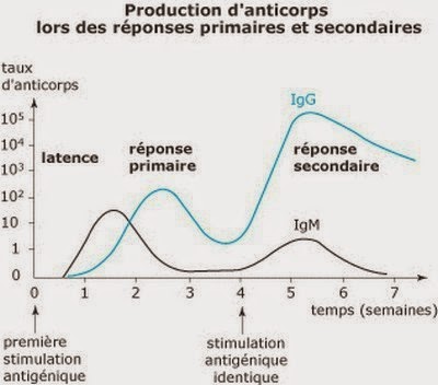 Cinétique de la production d'anticorps et des différents types d'anticorps