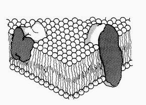 Membrane des globules rouges