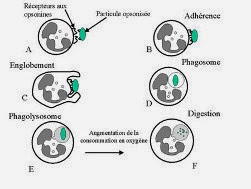 Schéma de la phagocytose