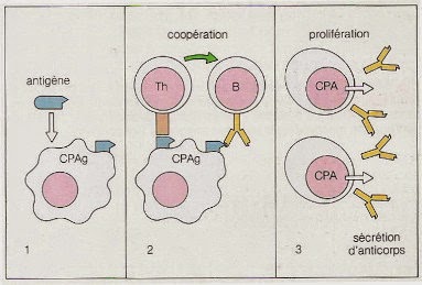 Les étapes de la production d'anticorps