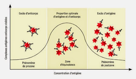 Graphe de l'effet prozone