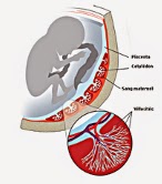 Structure du placenta