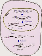 Séquençage de l'ADN