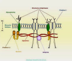 Structure schématique de la membrane du globules rouges