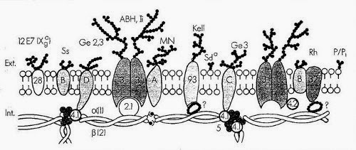 structure de la membrane des globules rouges