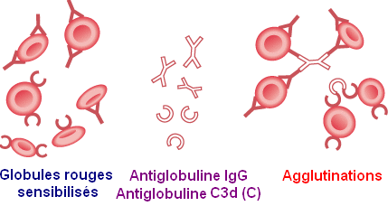 Schéma de l'action des antiglobules sur les hématies sensibilisées