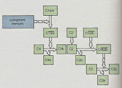 Schéma des étape de l'activation du complèment