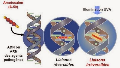 Schéma de l'inactivation d'agents pathogènes par amotosalen