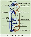 Schéma de l'appareil circulatoire