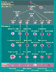 èschéma de l'hématopoiese