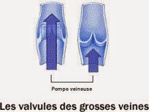 Schéma des valvules des grosses veines