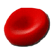 globule rouge